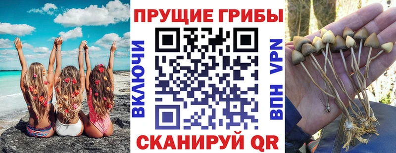 площадка как зайти  Красновишерск  Галлюциногенные грибы GOLDEN TEACHER 